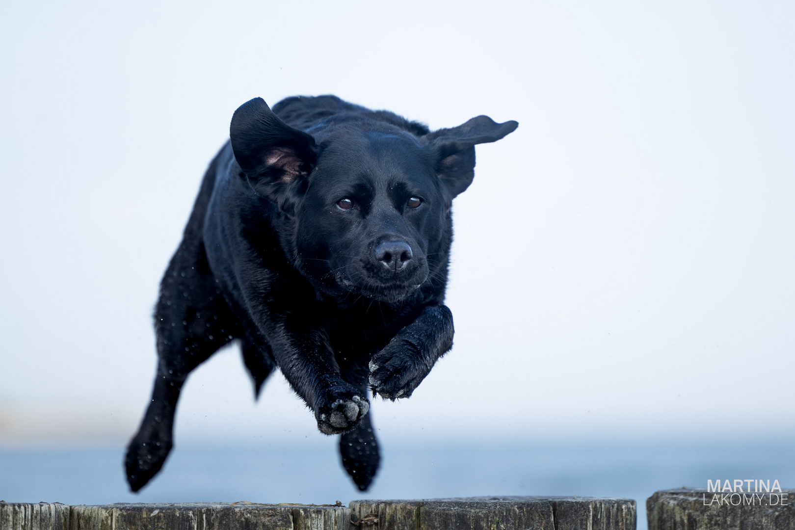 Der fliegende Labrador