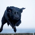 Der fliegende Labrador