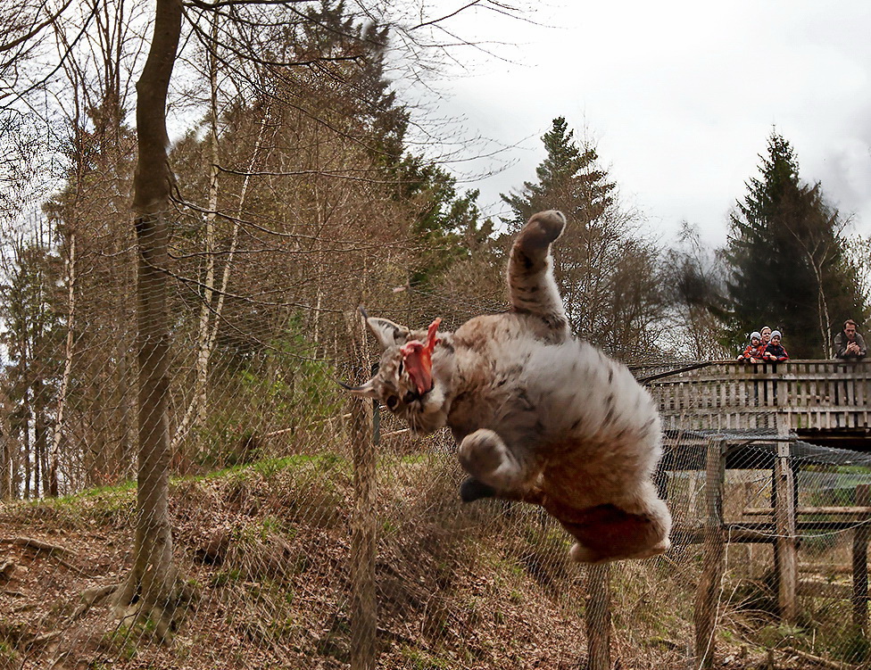 Der fliegende Luchs