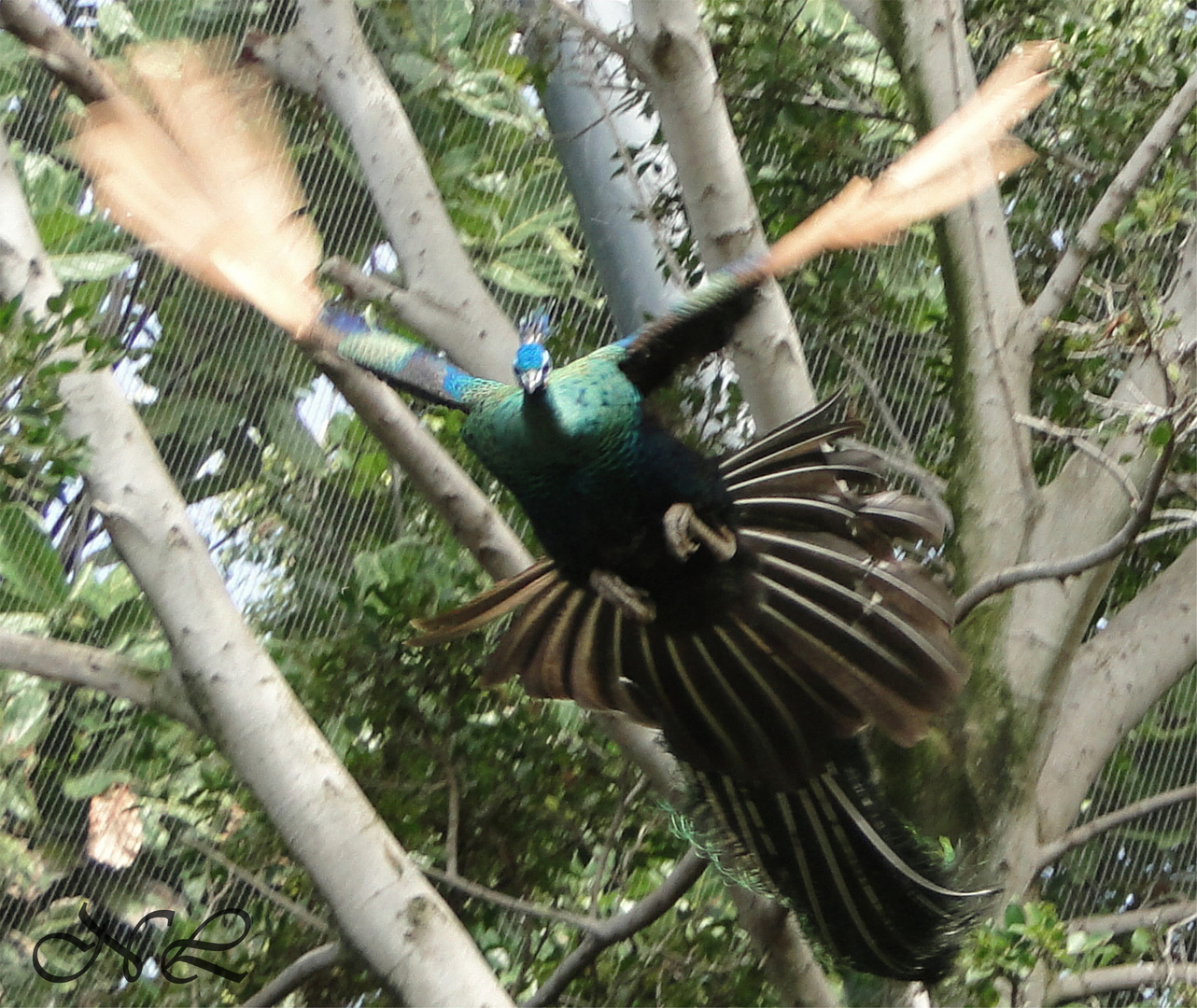 Der fliegende Pfau