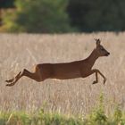 Der fliegende Rehbock 