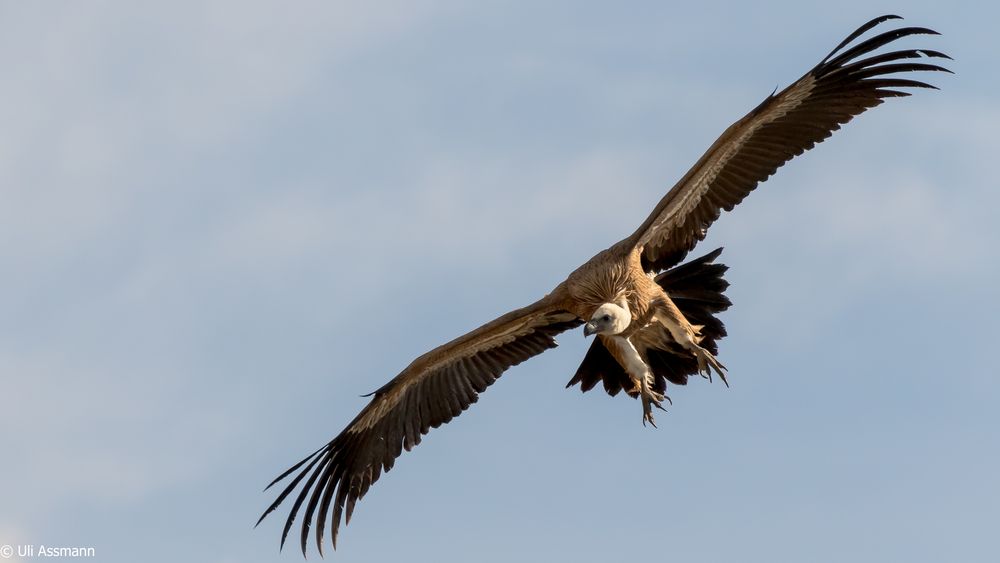 Der fliegende Resteverwerter