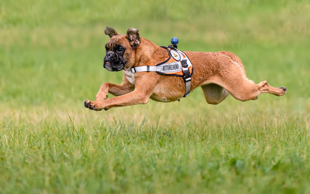 Der fliegende Rettungshund