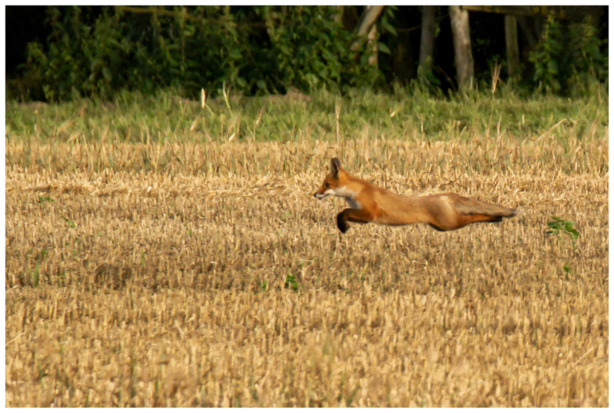 Der fliegende Rotfuchs  -Doku-