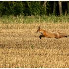 Der fliegende Rotfuchs  -Doku-