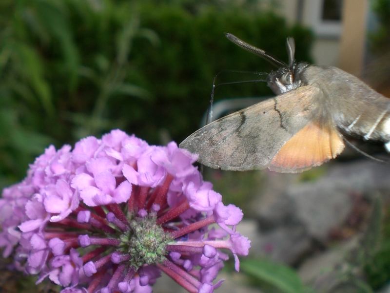 Der Fliegende SAUGER