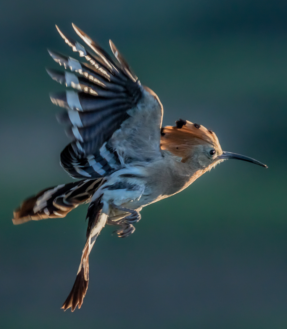 Der fliegende Schmetterling