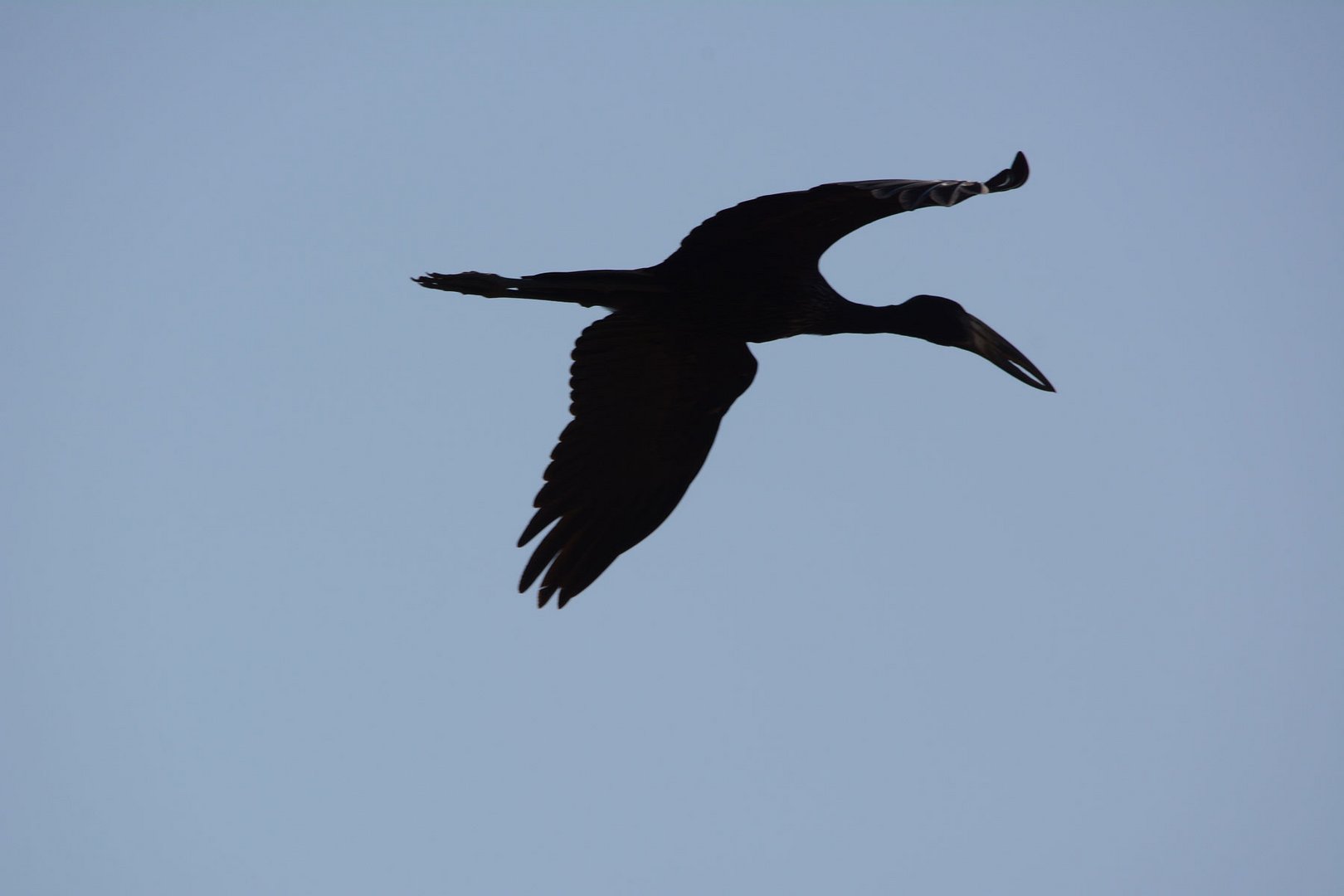 Der Fliegende Schneckentod: Mohrenklaffschnabel.