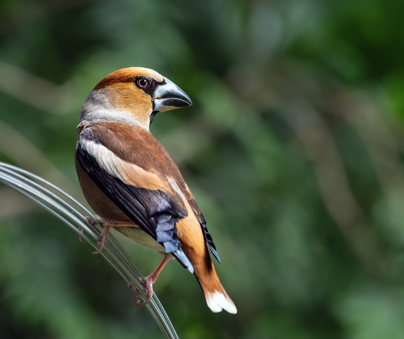 Der fliegende Schraubstock