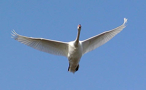 Der fliegende Schwan