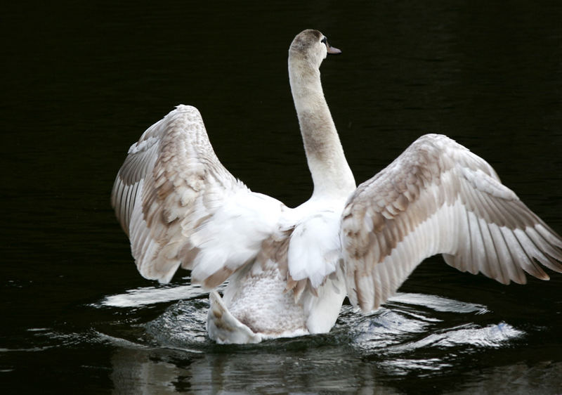 der fliegende Schwan