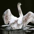 der fliegende Schwan