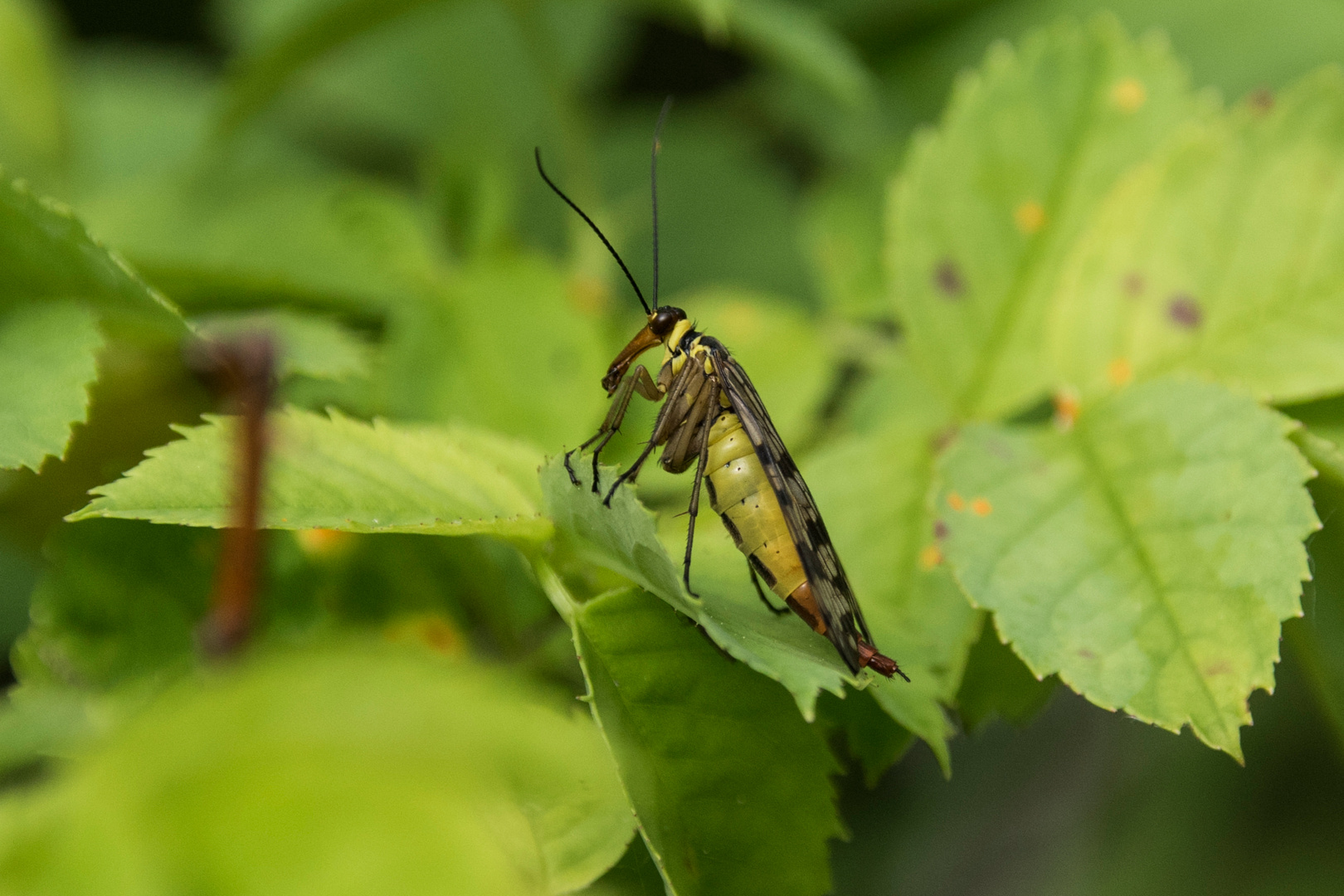 Der fliegende Skorpion