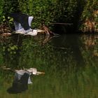 der fliegende "Spiegel-Reiher"