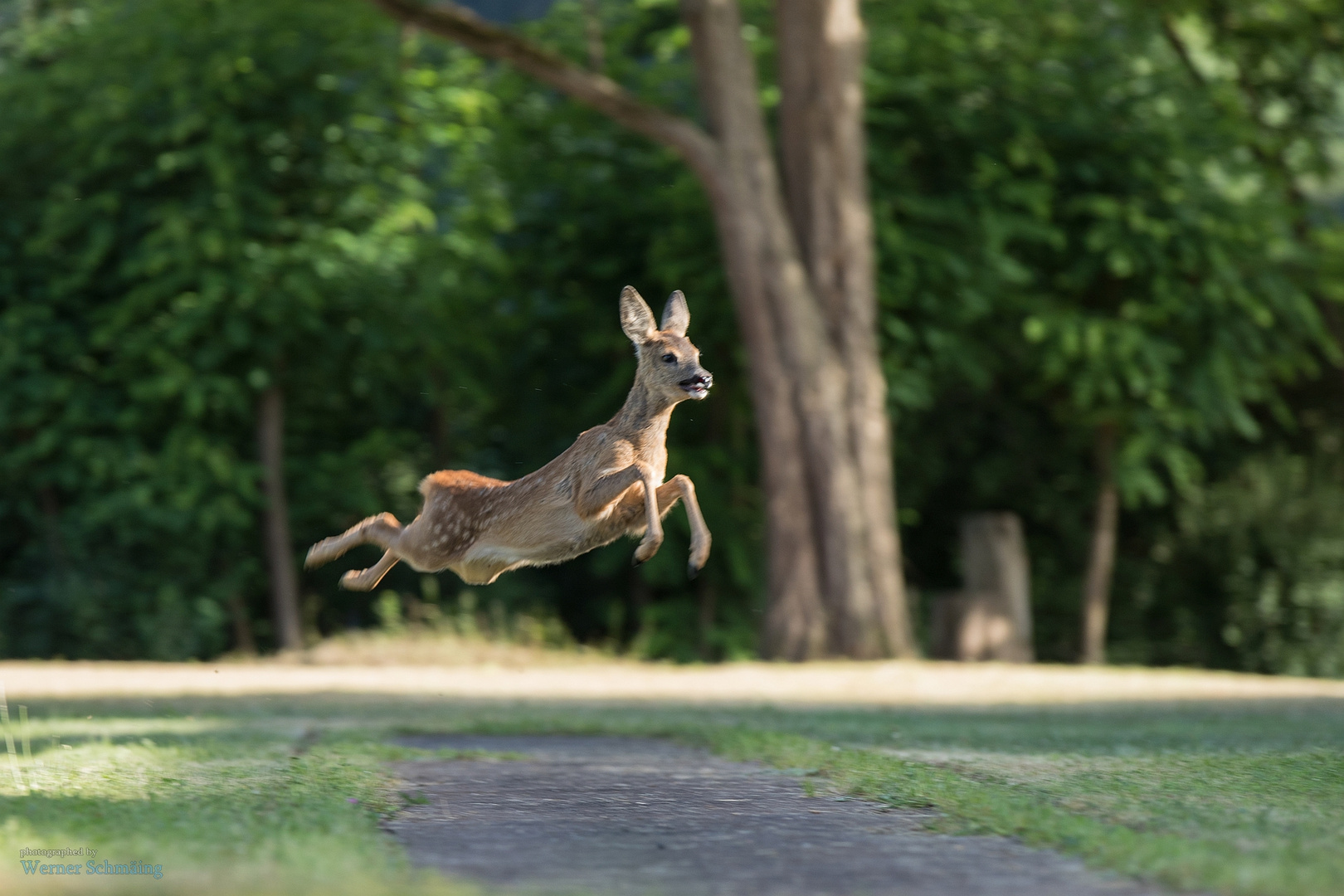 Der fliegende "Theodor"