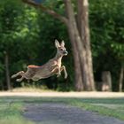 Der fliegende "Theodor"