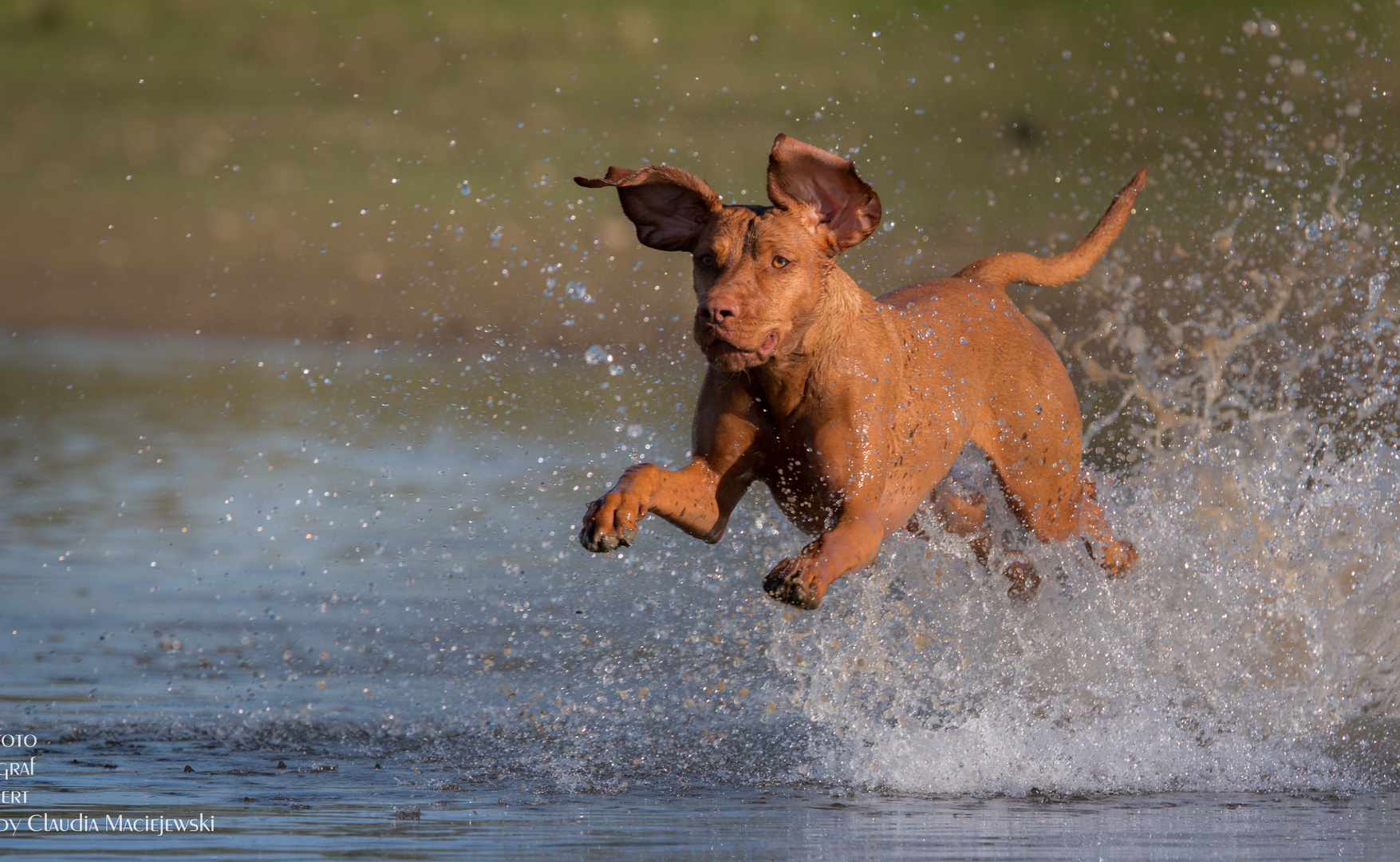 der fliegende Vizsla