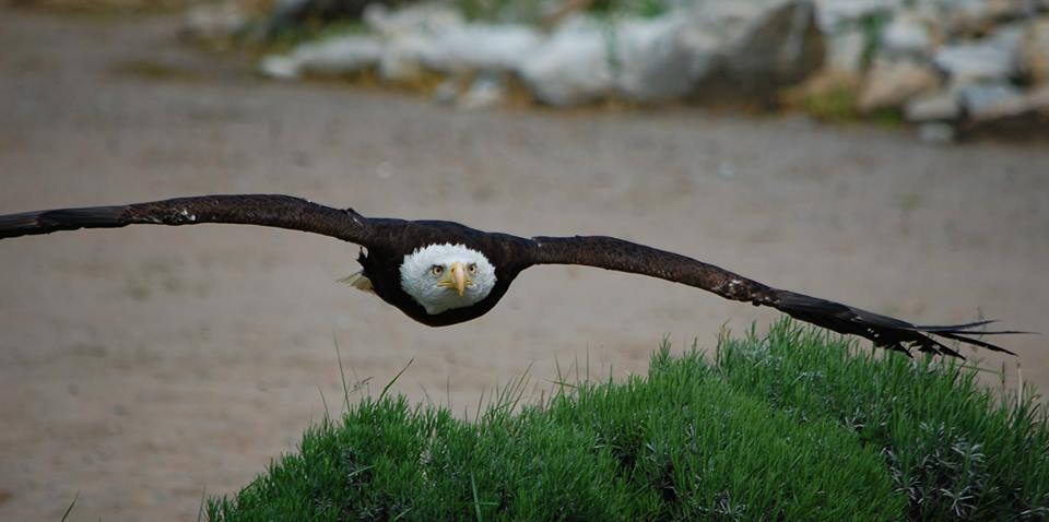 Der fliegende Weisskopfseeadler