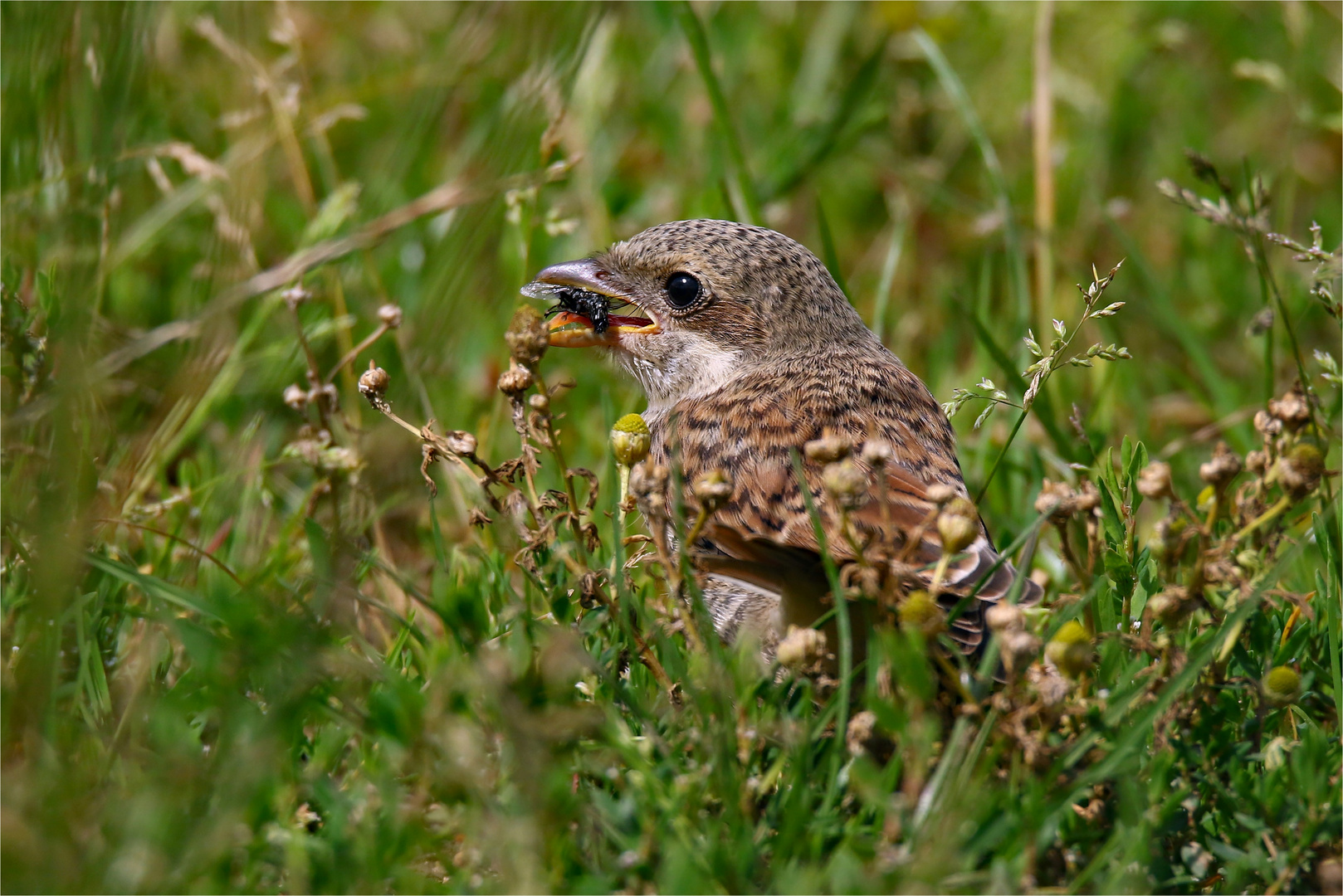 Der Fliegenfänger - Junger Neuntöter(Lanius collurio) mit Beute