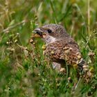 Der Fliegenfänger - Junger Neuntöter(Lanius collurio) mit Beute