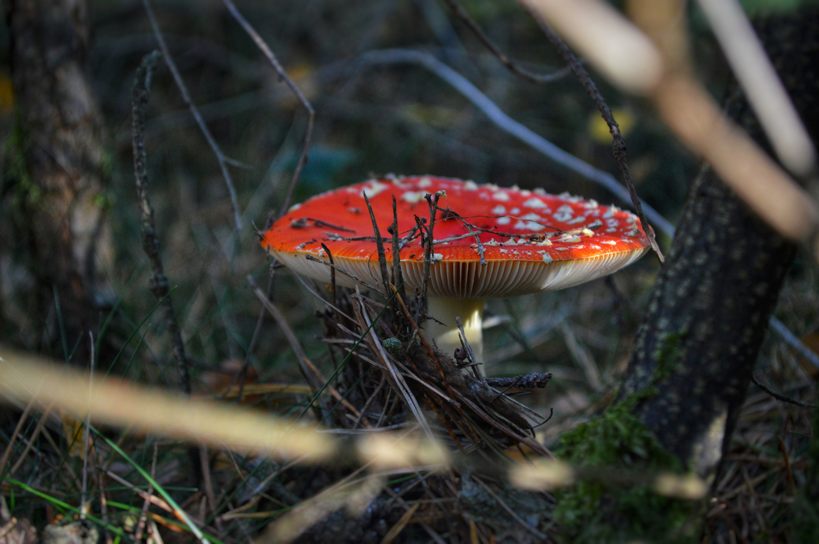 Der Fliegenpilz