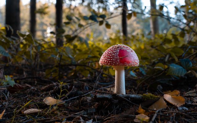 der Fliegenpilz