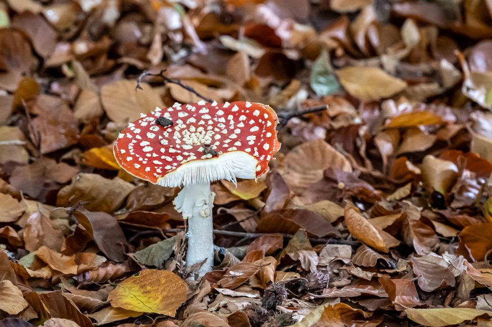 Der Fliegenpilz