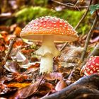 Der Fliegenpilz (Amanita muscaria)