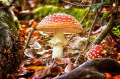 Der Fliegenpilz (Amanita muscaria)