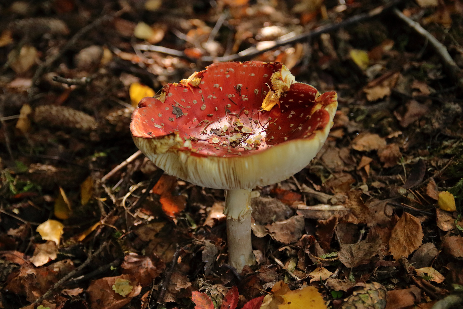 Der Fliegenpilz - Amanita muscaria