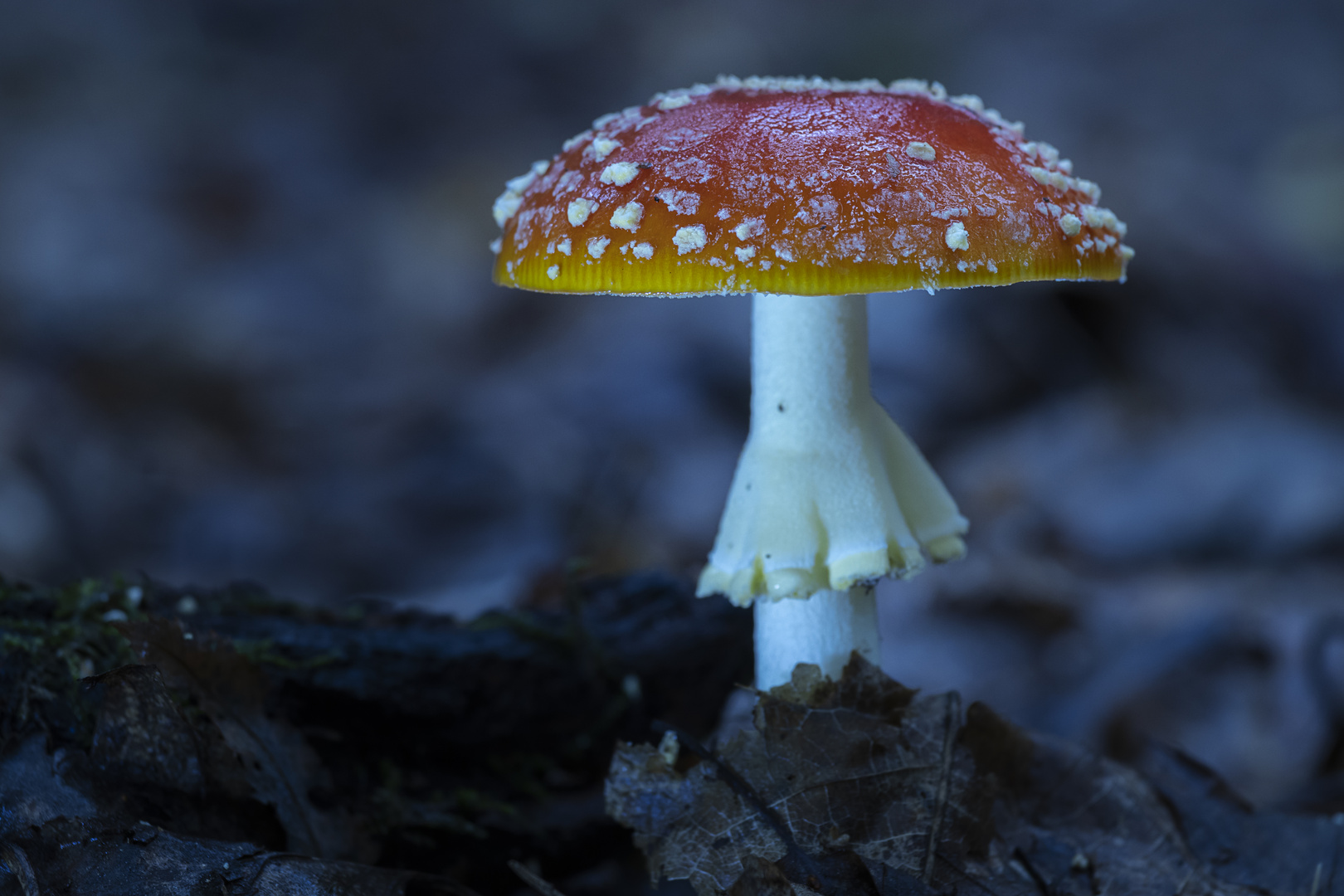 Der Fliegenpilz (Amanita muscaria)