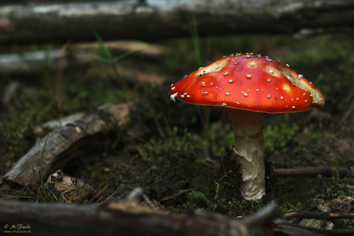 Der Fliegenpilz (Amanita muscaria)...