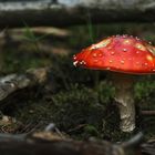 Der Fliegenpilz (Amanita muscaria)...