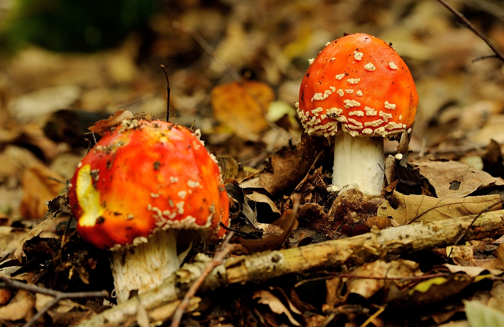 Der Fliegenpilz (Amanita muscaria) ist eine Pilzart...