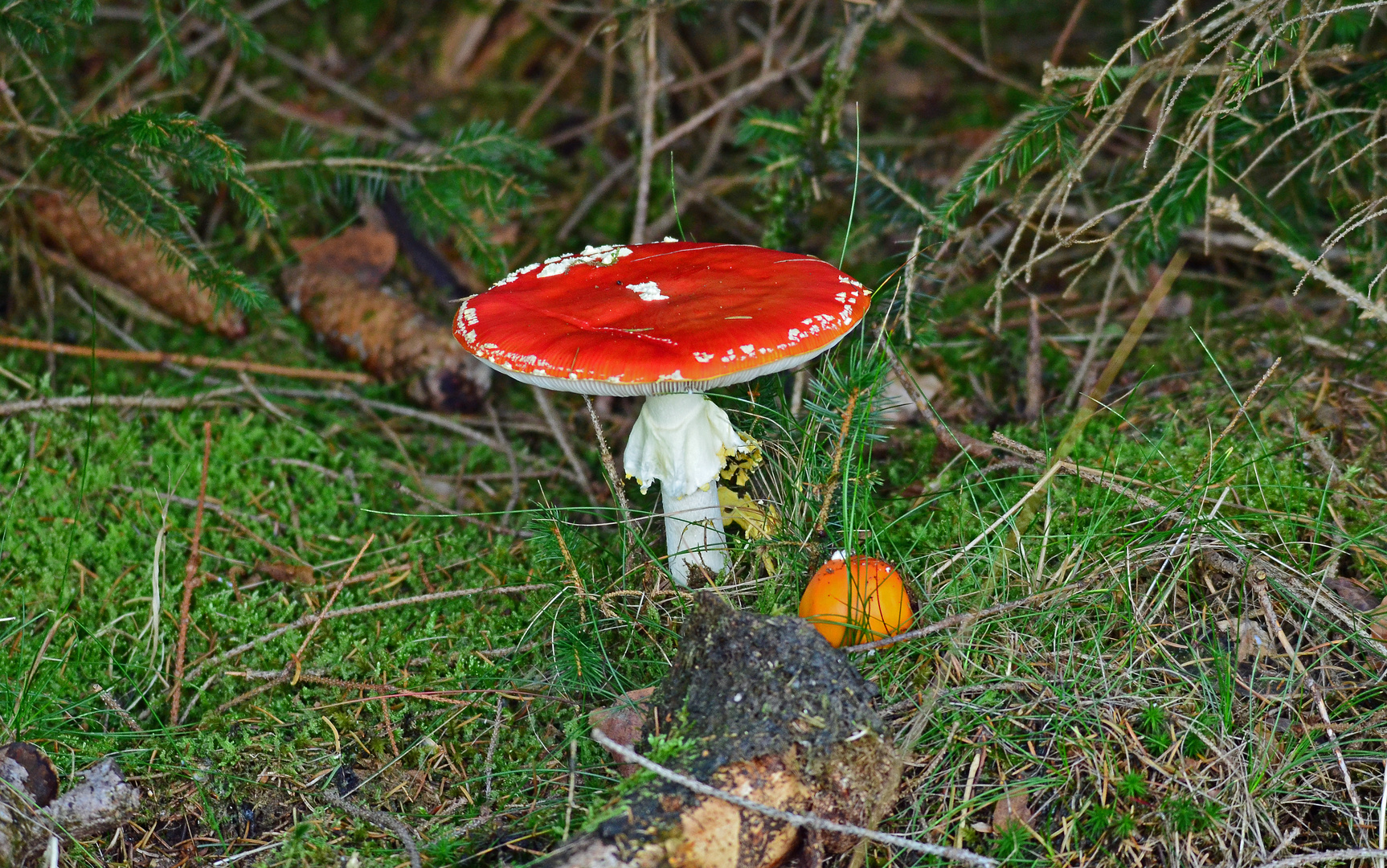 Der Fliegenpilz........ ein mystisches Gewächs und Tor zur Anderswelt