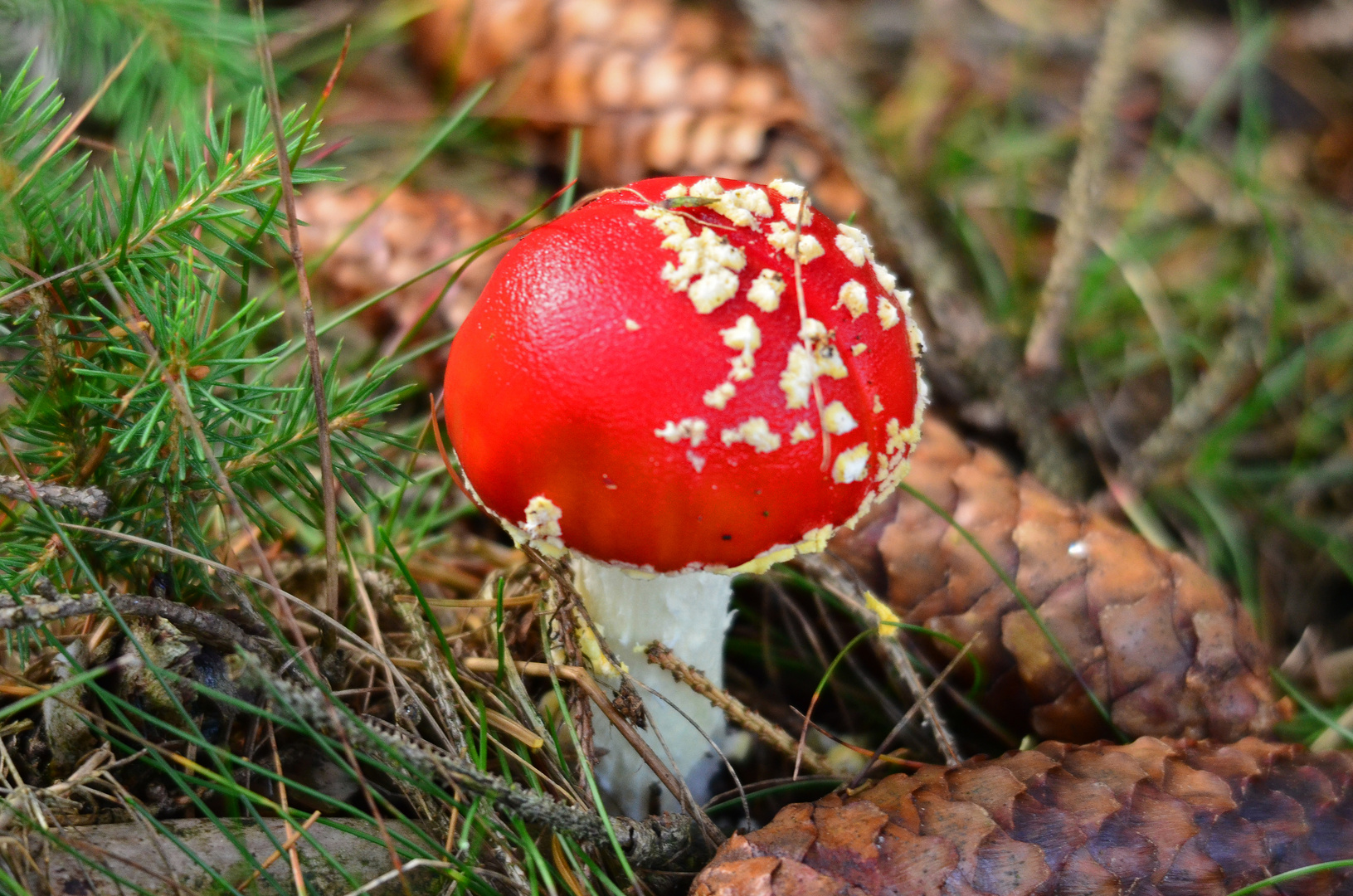 Der Fliegenpilz..... ein mystisches Gewächs und Tor zur Anderswelt