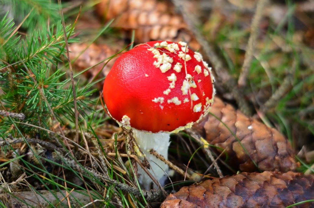 Der Fliegenpilz..... ein mystisches Gewächs und Tor zur Anderswelt Foto ...