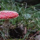 Der Fliegenpilz in seiner natürlichen Umgebung...