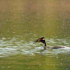 Der Fliegenschnapper --- Haubentaucher  (Podiceps cristatus)