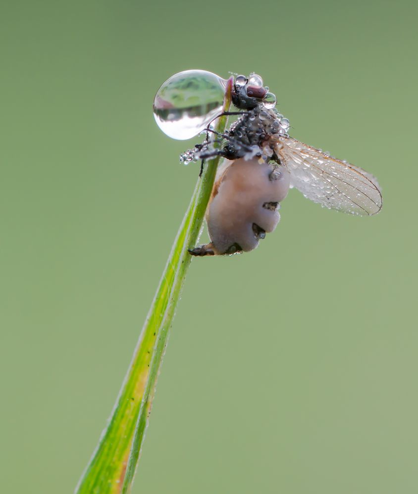 Der Fliegentöter