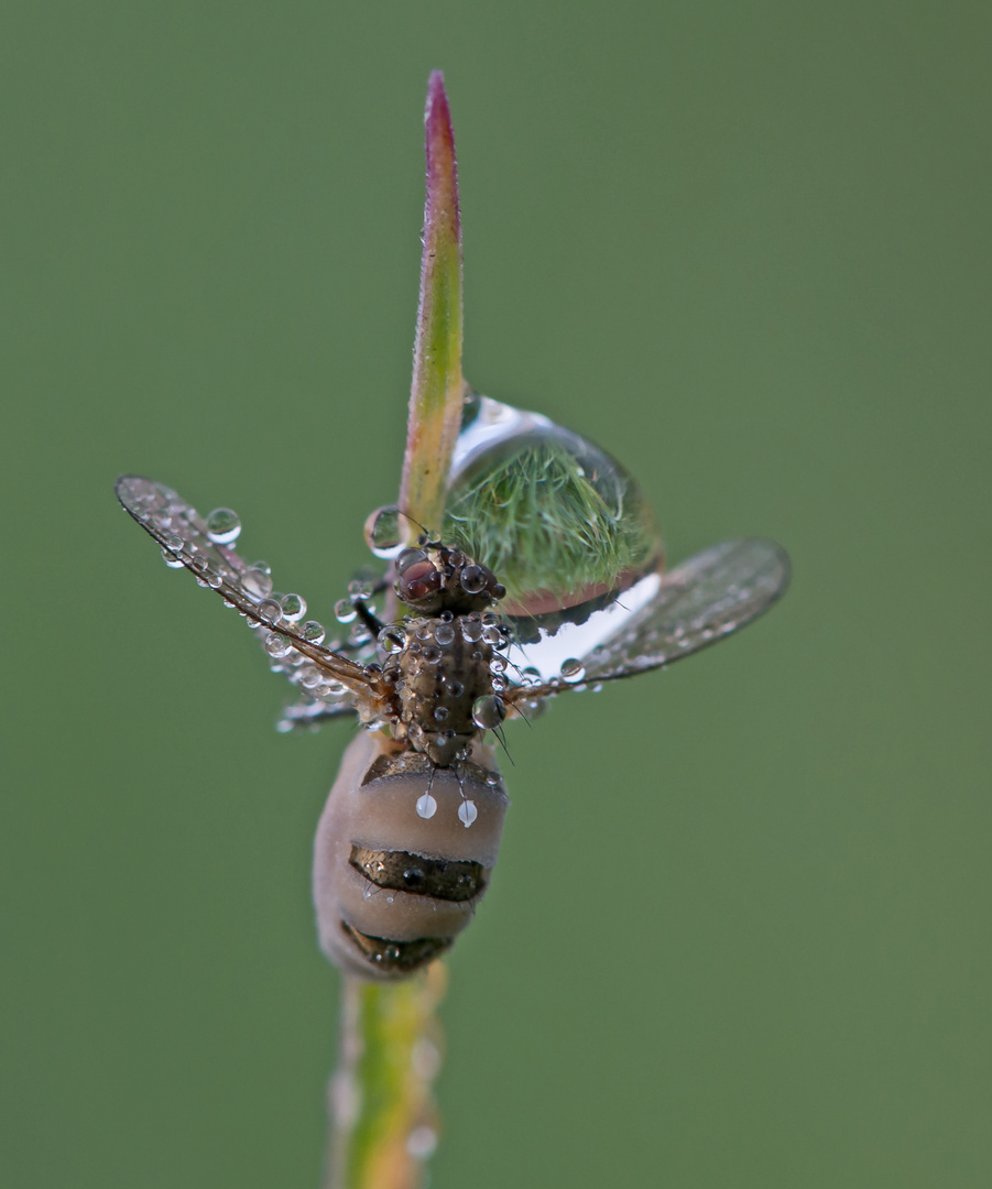 Der Fliegentöter (Entomophthora muscae)