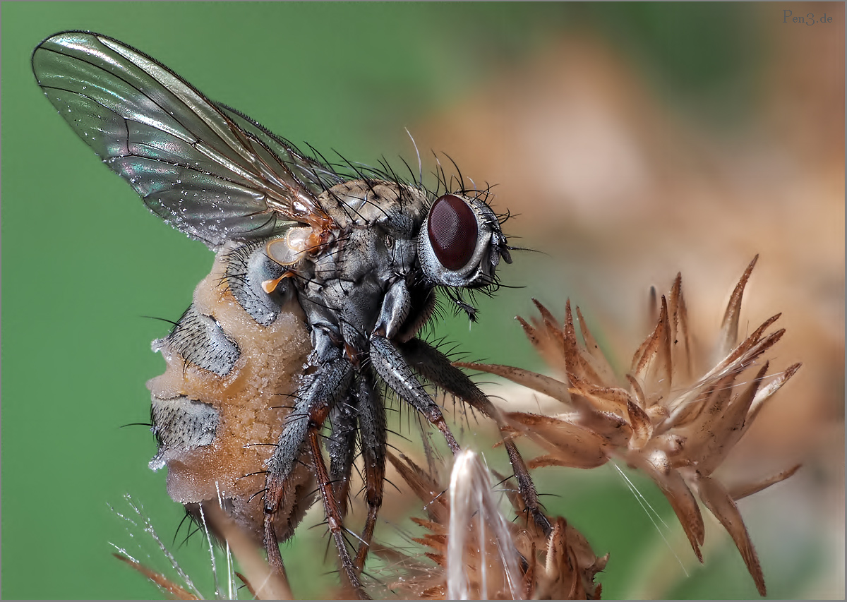 Der Fliegentöter........