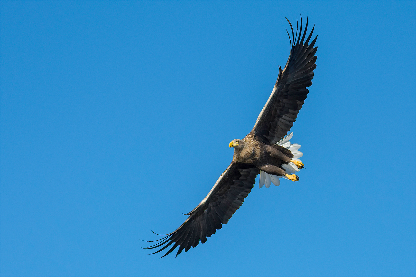 Der Flieger!