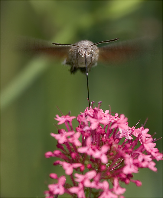 Der Flieger