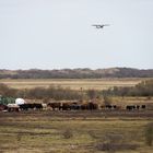 Der Flieger hebt ab, die Kühe bleiben unten