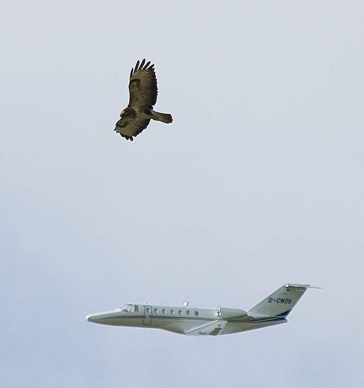 Der Flieger und sein Beobachter