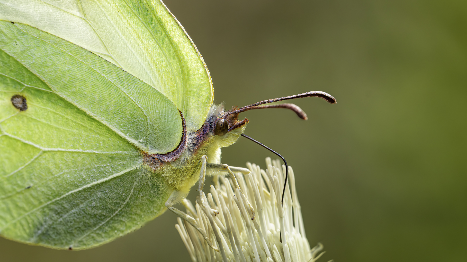 der fliegt schon