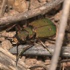 Der flinke Feld-Sandlaufkäfer (Cicindela campestris) ...