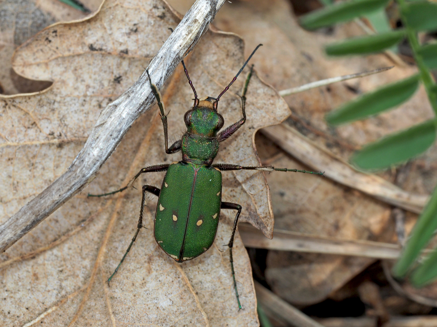 Der flinke Feld-Sandlaufkäfer (Cicindela campestris) - La Cicindèle champêtre.