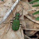 Der flinke Feld-Sandlaufkäfer (Cicindela campestris) - La Cicindèle champêtre.